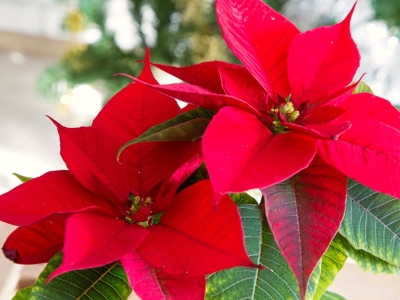 Poinsettias for Christmas!