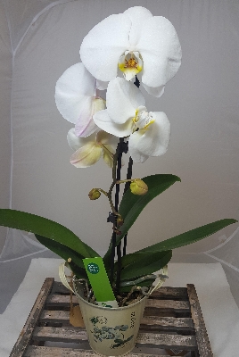 Phalaenopsis Orchid Plant