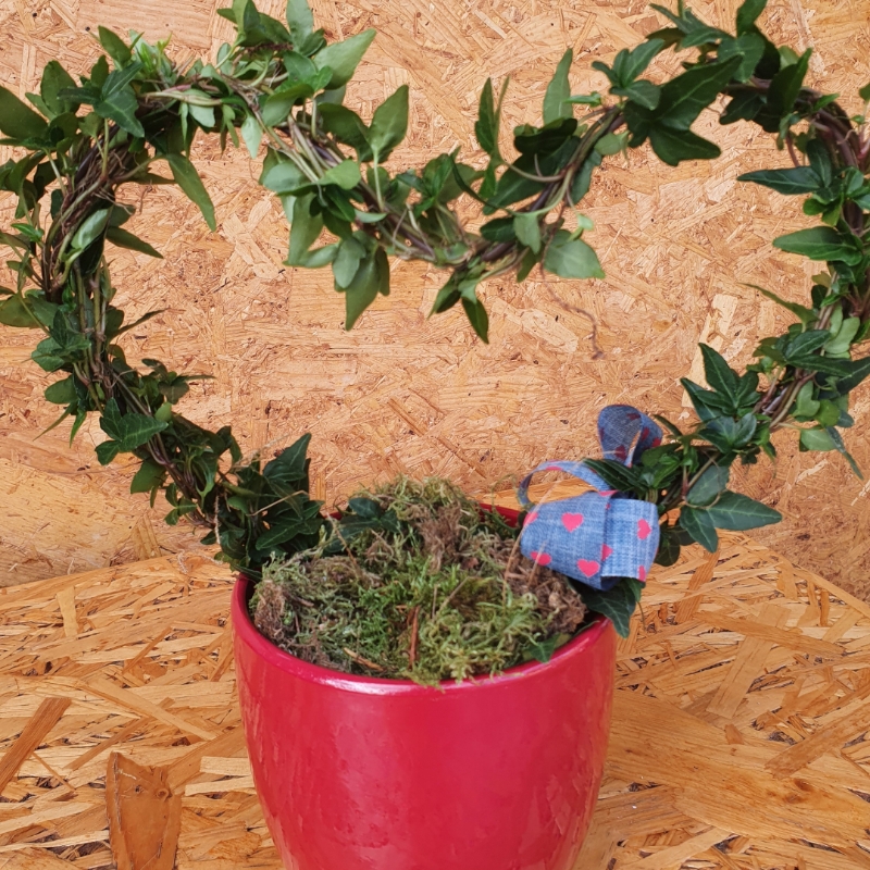 Heart Shaped Ivy Plant
