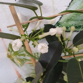 Stephanotis Plant