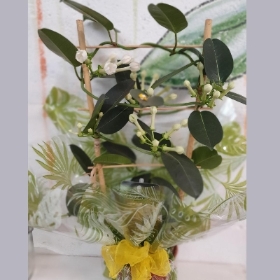 Stephanotis Plant