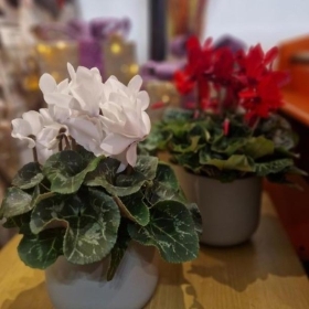 Cyclamen Plant