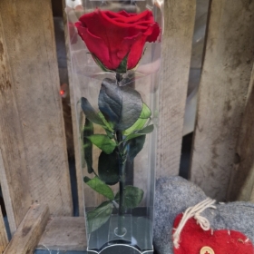 Forever Rose   Red