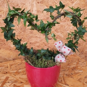 Heart Shaped Ivy Plant